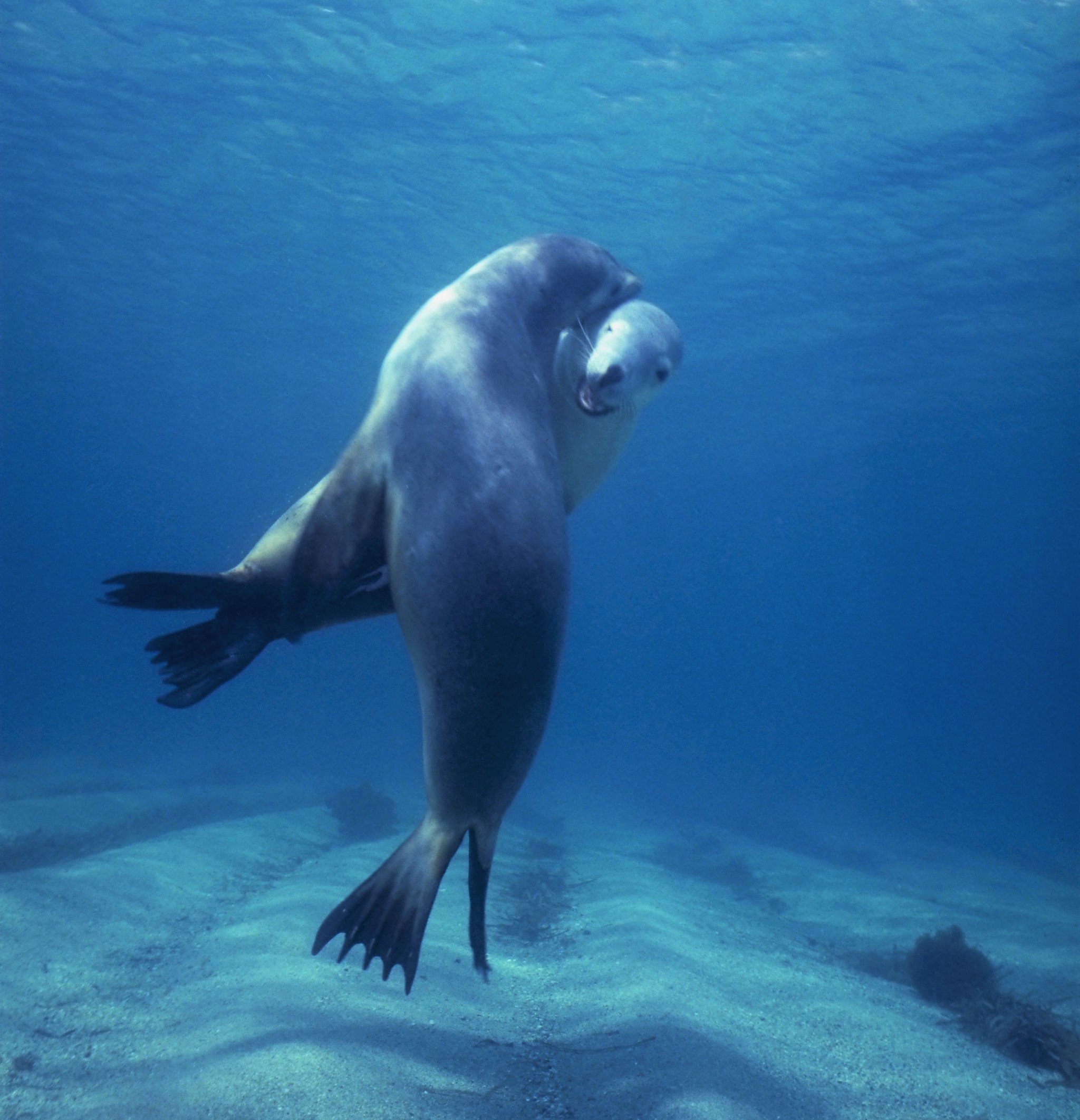 Sealife